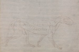 Tigerkrop, set fra siden af George Stubbs