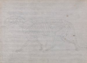 Tigerkrop, set fra siden af George Stubbs
