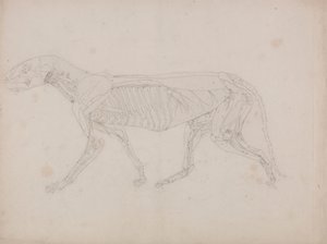Tigerkrop, set fra siden af George Stubbs
