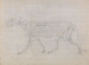 Tigerkrop, set fra siden af George Stubbs