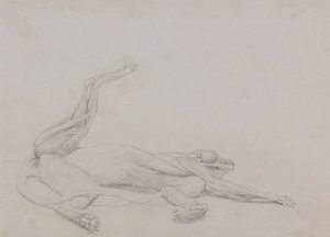 Tigerkrop, liggende, set ventralt af George Stubbs