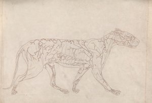 Tiger, sidebillede (konturundersøgelse af overfladeblodforsyningen, forberedt til nøglefiguren til tabel IX) af George Stubbs