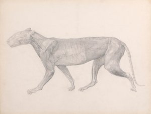 Tiger, set fra siden, med bindevævet over musklerne fjernet (færdig undersøgelse for tabel XIV) af George Stubbs