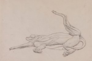 Tiger, liggende, set ventralt af George Stubbs