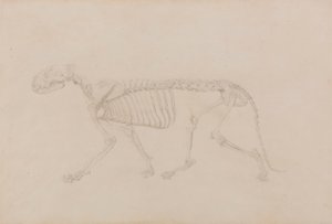 Tiger skelet, sideværts (Højt afsluttet undersøgelse for tabel IV) af George Stubbs