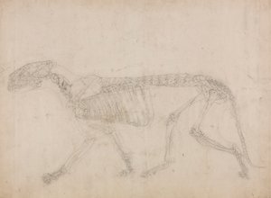 Tiger Skeleton, Lateral View (Sandsynligvis masterstudiet af skelettet) af George Stubbs