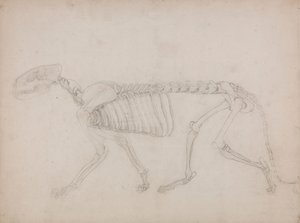 Tigerskelet, set fra siden af George Stubbs