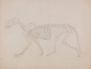 Tigerskelet, set fra siden af George Stubbs