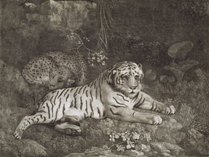 To Tygers, indgraveret af kunstneren, pub. 1788 (radering) af George Stubbs