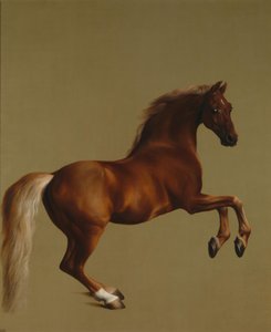 Whistlejacket af George Stubbs