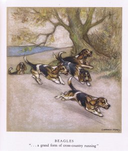 Beagles (farvelitografi)