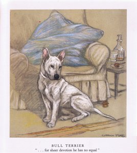 Bull terrier (farvelitografi)