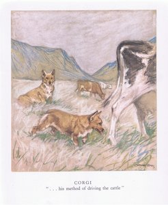 Corgi (farvelitografi)
