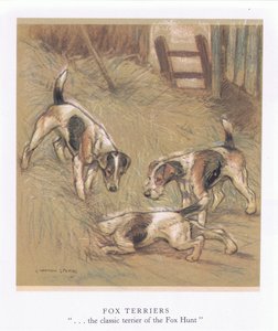 Fox terrier (farvelitografi)