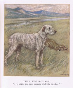 Irske ulvehunde (farvelitografi)