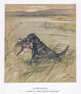 Labrador (farvelitografi)