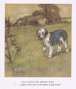 Old English Sheepdog (farvelitografi)
