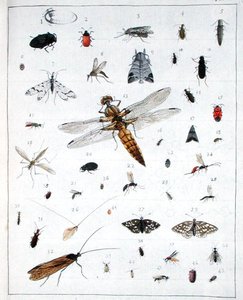 Forskellige insekter, plade III fra 