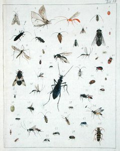 Forskellige insekter, plade VII fra 