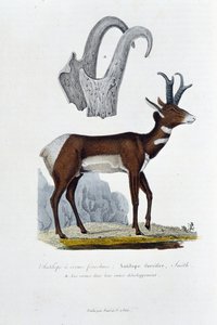 Natural History Board: Zoologisk bestyrelse, der repræsenterer Spanked Antilope; Furcifer Antilope, Smith. en. Hornene i hele deres udvikling - i "" Complete Works of Buffon"" af naturforsker Georges Louis Leclerc, greve af Buffon (1707 - 1788). Gravering 