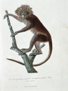 Naturhistorisk plade: Zoologisk plade, der forestiller Semnopitheque pyrrhus; Semnopithecus pyrrhus (fra Horsfield) - i "" Completely Works of Buffon" af naturforskeren Georges Louis Leclerc, greve af Buffon (1707 - 1788). Stik fra 1837.