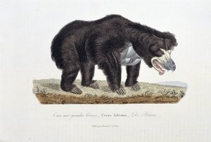 Naturhistorisk plade: Zoologisk plade, der forestiller bjørnen med store læber, Ursus labiatus, De Blaini - i "" Completes of Buffon"" af naturforsker Georges Louis Leclerc, greve af Buffon (1707 - 1788). Stik fra 1837.