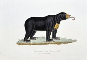 Naturhistorisk plade: Zoologisk tavle, der afbilder den malaysiske bjørn, Ursus malayanus, Faffles - i "" Works of Buffon"" af naturforsker Georges Louis Leclerc, greve af Buffon (1707 - 1788). Stik fra 1837.