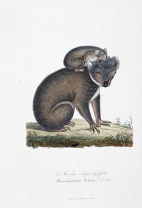 Naturhistorisk plade: Zoologisk bord, der repræsenterer Koala (efter Griffith), Phascolarctos Fuscus - i "" Completes of Buffon"" af naturforsker Georges Louis Leclerc, greve af Buffon (1707 - 1788). Stik fra 1837.
