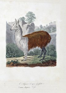 Naturhistorisk plade: Zoologisk tavle, der repræsenterer L
