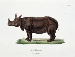 Naturhistorisk plade: Zoologisk tavle, der repræsenterer Le Rhinoceros - i "" Completes of Buffon"" af naturforsker Georges Louis Leclerc, greve af Buffon (1707 - 1788). Stik fra 1837.