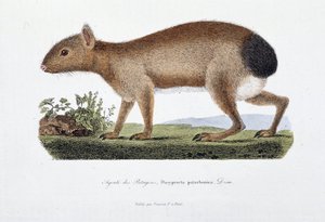 Naturhistorisk plade: Zoologisk tavle, der repræsenterer Agouti des Patagons, Dasyprocta patachonica - i "" Completely Works of Buffon"" af naturforsker Georges Louis Leclerc, greve af Buffon (1707 - 1788). Stik fra 1837.