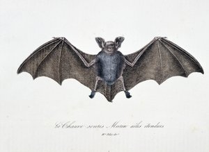 Naturhistorisk plade: Zoologisk tavle, der repræsenterer Bat Murins forlængede vinger - i "" Works complete of Buffon"" af naturforsker Georges Louis Leclerc, greve af Buffon (1707 - 1788). Stik fra 1837.