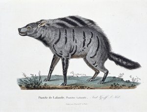 Naturhistorisk plade: Zoologisk bestyrelse, der repræsenterer Protele de Lalande, Proteles Lalandii - i "" Completely Works of Buffon"" af naturforsker Georges Louis Leclerc, greve af Buffon (1707 - 1788). Stik fra 1837.
