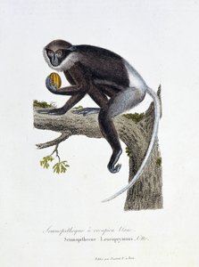 Naturhistorisk plade: Zoologisk tavle, der repræsenterer White Rump Semnopitheque, Semnopithecus Leucoprymnus, Otto - i "" Completes of Buffon"" af naturforsker Georges Louis Leclerc, greve af Buffon (1707 - 1788). Stik fra 1837.