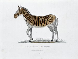 Naturhistorisk plade: Zoologisk tavle, der repræsenterer Zebre af Burchell, Equus Burchellii - i "" Completely Works of Buffon"" af naturforsker Georges Louis Leclerc, greve af Buffon (1707 - 1788). Stik fra 1837.