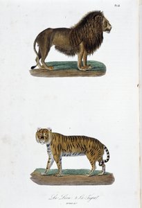 Naturhistorisk plade: Zoologisk tavle, der repræsenterer løven og tigeren - i "" Completes of Buffon"" af naturforsker Georges Louis Leclerc, greve af Buffon (1707 - 1788). Stik fra 1837.