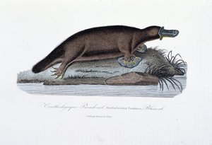 Naturhistorisk plade: Zoologisk tavle, der repræsenterer ornithorync Paradoxal (Ornithorhynchus Paradoxux), Blumenb - i "" Works of Buffon" af naturforsker Georges Louis Leclerc, greve af Buffon (1707 - 1788). Stik fra 1837.