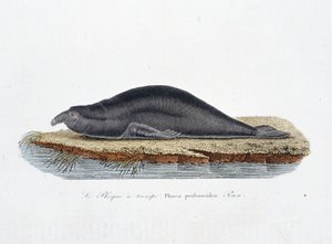 Naturhistorisk plade: Zoologisk tavle, der repræsenterer sælen en trompe, Phoca proboscidea, Peron - i "" Completely Works of Buffon"" af naturforsker Georges Louis Leclerc, greve af Buffon (1707 - 1788). Stik fra 1837.