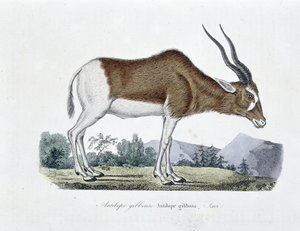Naturhistorisk plade: Zoologisk kort, der afbilder Gibbous Antilope, Gibbosa Antilope, Savi - i "" Completely Works of Buffon"" af naturforsker Georges Louis Leclerc, greve af Buffon (1707 - 1788). Stik fra 1837.