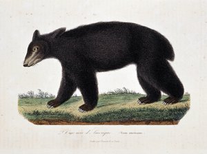 Naturhistorisk plade: Zoologisk kort, der viser Amerikas sorte bjørn (Ursus americanus) - i "" Works of Buffon" af naturforsker Georges Louis Leclerc, greve af Buffon (1707 - 1788). Stik fra 1837.