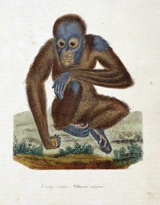 Naturhistorisk plade: Zoologisk kort, der viser Orang outan (orang outan, orang outang, orang outang), Pithecus satyrus - i "" Completes of Buffon" af naturforsker Georges Louis Leclerc, greve af Buffon (1707 - 1788). Stik fra 1837.