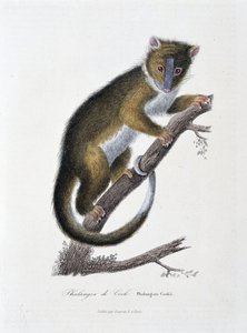 Naturhistorisk plade: Zoologisk kort, der viser Phalanger of Cook (Phalangista Cookii) - i "" Works of Buffon" af naturforsker Georges Louis Leclerc, greve af Buffon (1707 - 1788). Stik fra 1837.