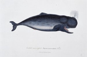 Naturhistorisk plade: Zoologisk kort, der viser den makrocephale kaskelothval, Physeter macrocephalus, Bonn - i "" Works of Buffon"" af naturforsker Georges Louis Leclerc, greve af Buffon (1707 - 1788). Stik fra 1837.