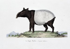 Naturhistorisk plade: Zoologisk kort, der repræsenterer Le Tapir Maiba (Tapirus Indicus) - i "" Works of Buffon"" af naturforsker Georges Louis Leclerc, greve af Buffon (1707 - 1788). Stik fra 1837.
