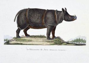 Naturhistorisk plade: Zoologisk kort, der repræsenterer næsehornet på Java (Rhinoceros Javanicus) - i "" Completely Works of Buffon"" af naturforsker Georges Louis Leclerc, greve af Buffon (1707 - 1788). Stik fra 1837.