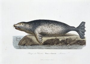 Naturhistorisk tavle: Zoologisk tavle, der afbilder Choris