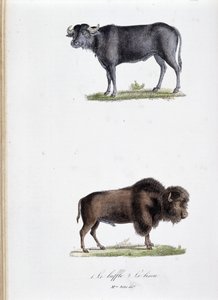 Naturhistorisk bestyrelse: Zoologisk bestyrelse, der repræsenterer 1. Buffalo og to. Le bison - i "" Works complete of Buffon"" af naturforsker Georges Louis Leclerc, greve af Buffon (1707 - 1788). Stik fra 1837.