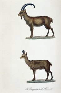 Naturhistorisk bestyrelse: Zoologisk bestyrelse, der repræsenterer 1. Ibex og 2. Le Chamois - i "" Completes de Buffon"" af naturforsker Georges Louis Leclerc, greve af Buffon (1707 - 1788). Stik fra 1837.