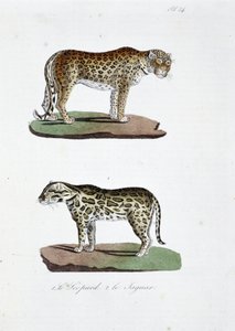Naturhistorisk bestyrelse: Zoologisk bestyrelse, der repræsenterer 1. Leoparden og 2. Le Jaguar - i "" Complete Works of Buffon"" af naturforsker Georges Louis Leclerc, greve af Buffon (1707 - 1788). Stik fra 1837.