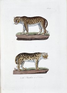 Naturhistorisk bestyrelse: Zoologisk bestyrelse, der repræsenterer 1. The Panghere og 2. L